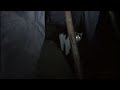 Cats Follows owner in the woods at night| The Remarkable Cat Family|