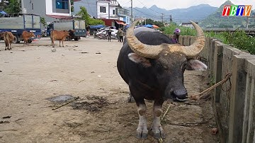 trâu to và đẹp chợ phiên bắc hà / thời buổi giá trâu