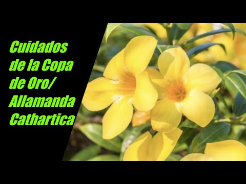 Video: Fertilización de plantas de vid de trompeta: cómo y cuándo fertilizar una vid de trompeta