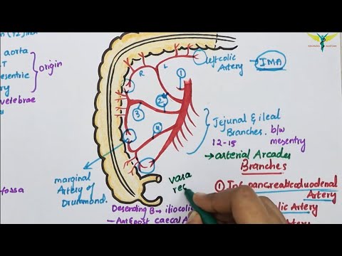 Superior Mesenteric Artery(SMA)
