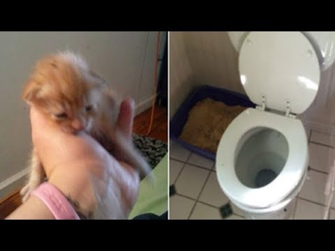 Video: Kitten Flushed Down Toilet By Child Secara Ajaib Diselamatkan