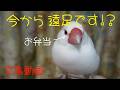 お弁当持ってお出かけですか？　白文鳥ふーちゃん　文鳥動画