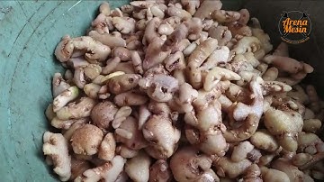 Pencuci Jahe Kunir Kunyit SUPER BERSIH, CARA BARU CUCI JAHE KUNIR KUNYIT