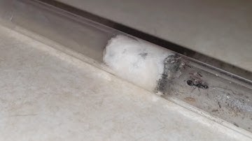 How I move my Ants to new test tubes