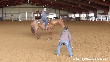 Titanium Topsy - bridleless tracking! - ValleyViewRanch.net