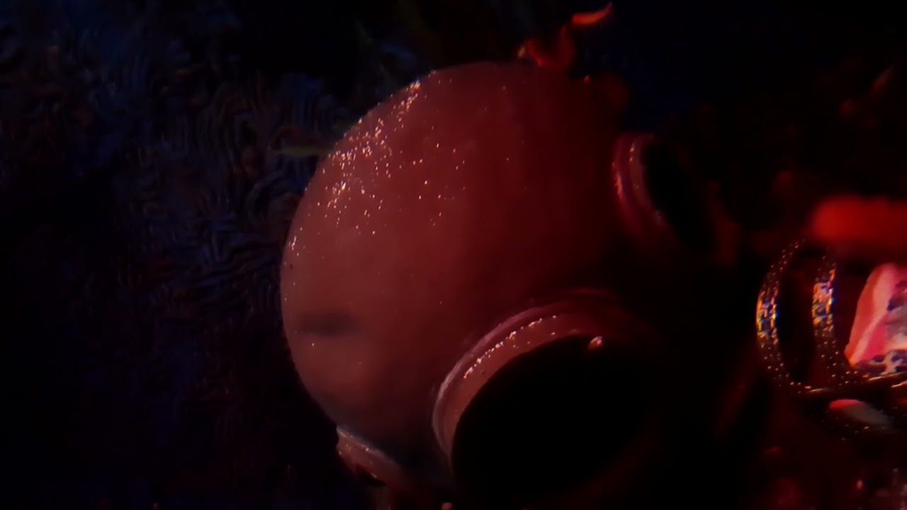 Bloody Henry Starfish (Henricia oculata)