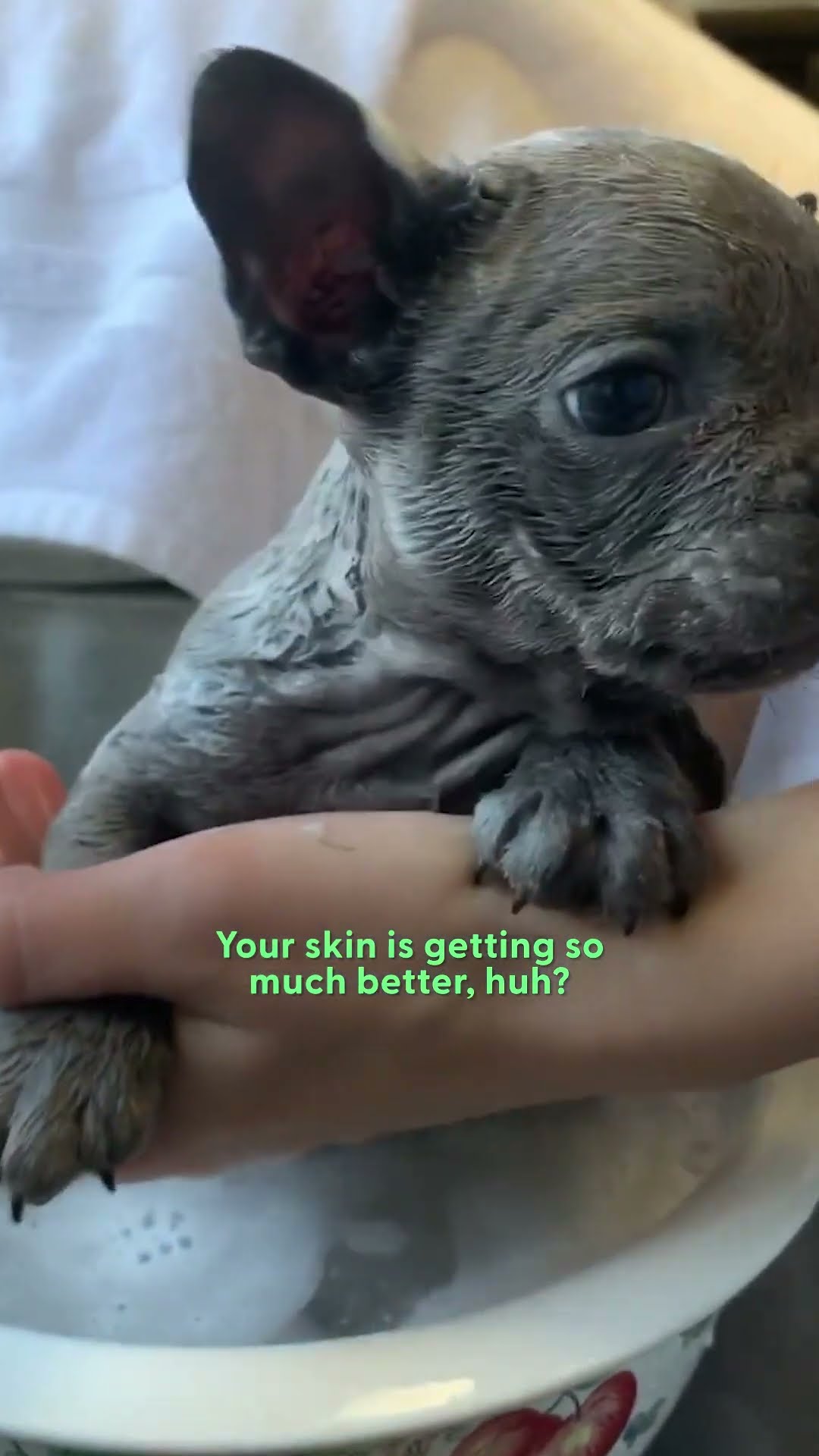 1-Pound Frenchie Got His Life Skills From A Great Dane | The Dodo