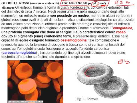 Video: Qual è un altro nome per l'emocitoblasto?