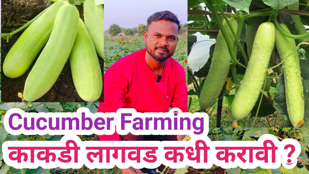 काकडी लागवड कधी करावी ? संपूर्ण माहिती व्हिडिओ नक्की पहा/रोग किडी व्यवस्थापन/खत व्यवस्थापन/cucumber