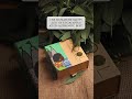 Phool Eucalyptus Incense Cones Phool Eucalyptus Incense Cones