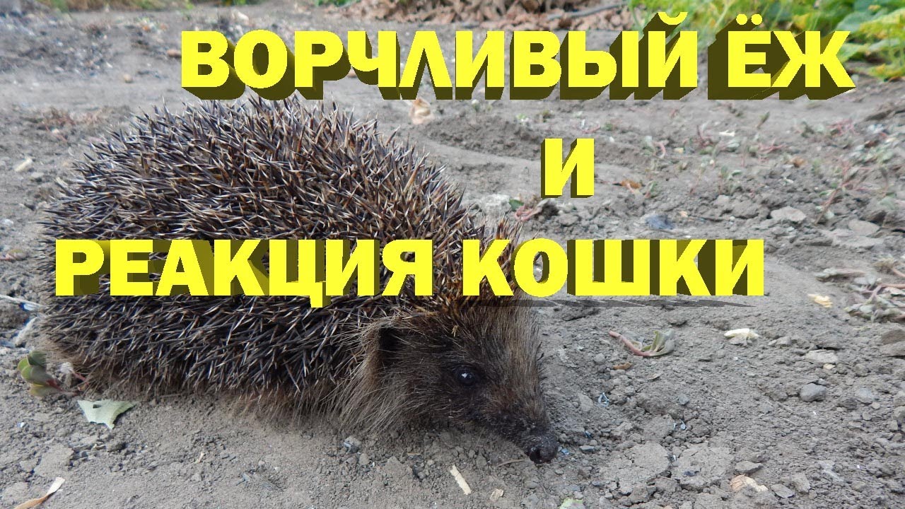Текст кошка и еж. Кот против ёжика. говорящий ежик. рассказ кошка и еж.