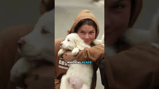 Registration for my next Fundamentals of Dog Training and Behavior 1 workshop is now open!