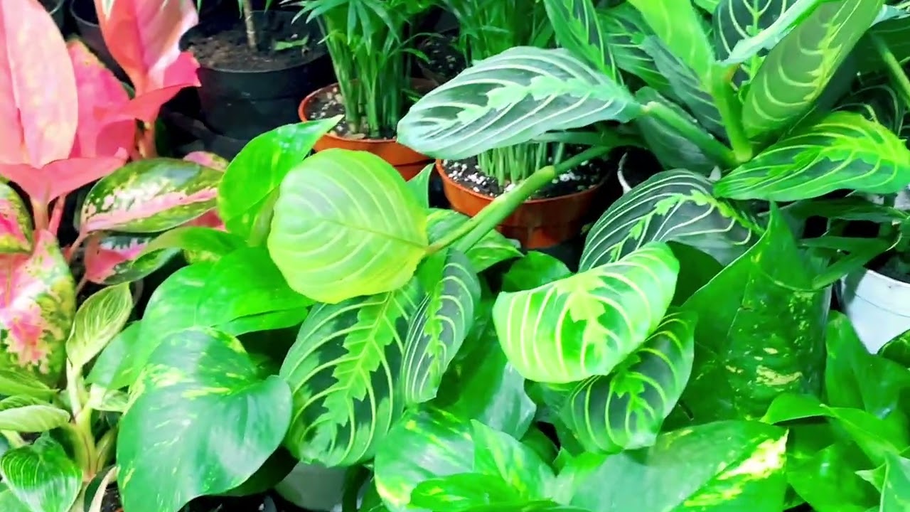 PLANT SHOPPING DAY IN ARMSTRONG GARDEN CENTER FOR SPRING GARDEN PREP 