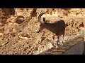 Capra nubiana - Нубийский горный козёл