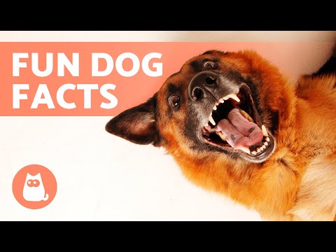 10 Curious FACTS About DOGS You Didn't Know 🐶 Some Will Surprise You!