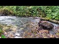 8 Hours Relaxing Nature Sounds - river and forest sounds, Birdsong