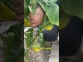 茄子進入7月後 因為高溫開花結果的能力就會變差 病蟲害也比較嚴重 就可以打頭重新生長 後面結的茄子又多又好 種植小技巧 我的小菜園 Garden 種菜 茄子進入7月後 因為高溫開花結果的能力就會變差 病蟲害也比較嚴重 就可以打頭重新生長 後面結的茄子又多又好 種植小技巧 我的小菜園 Garden 種菜