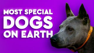 10 Rarest Dog Breeds in the World by Good Story 18,889 views 3 years ago 10 minutes, 18 seconds