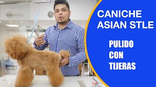 Cómo cortar el pelo a un caniche con un pulido perfecto con tijeras de peluquería canina by PelaPel tv Peluquería Canina 397 views 1 month ago 8 minutes, 3 seconds