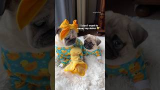 The parasites made Mosy do it  #pug #puppy #dog