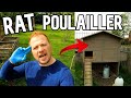 Un tang un poulailler et des rats