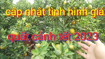 Cập nhật tình hình giá quất cảnh tết  năm 2023, quất cảnh Hưng Yên được mùa được giá