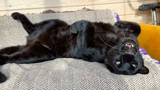 A day on the couch with the panther Luna and Venza🐾(ENG SUB)