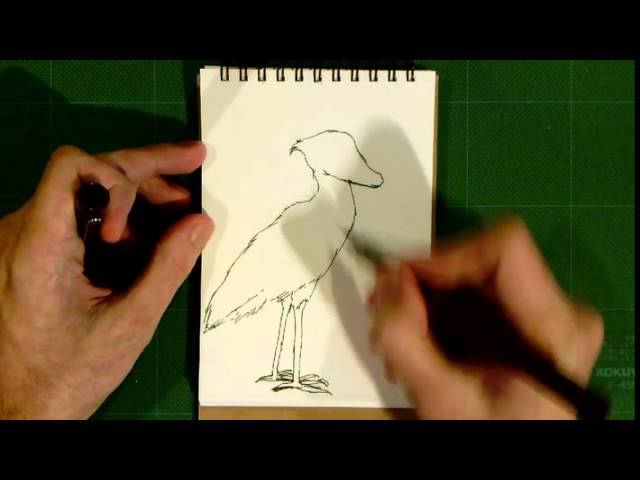 3 動物画 ハシビロコウの絵を描きました How To Sketch Youtube