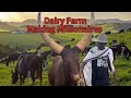 Uganda Dairy Training Farm Making Millionaire Farmers Best Dairy Breeds For Africa