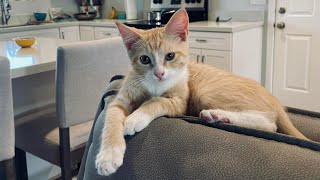 Little kitten abandoned at gas station in Phoenix.