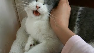 기분 좋을때 내는 고양이 울음소리!? Funny cat meowing