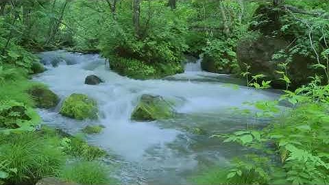 Nhạc thư giãn cùng tiếng suối chảy và tiếng chim hót cực hay ★2 480p