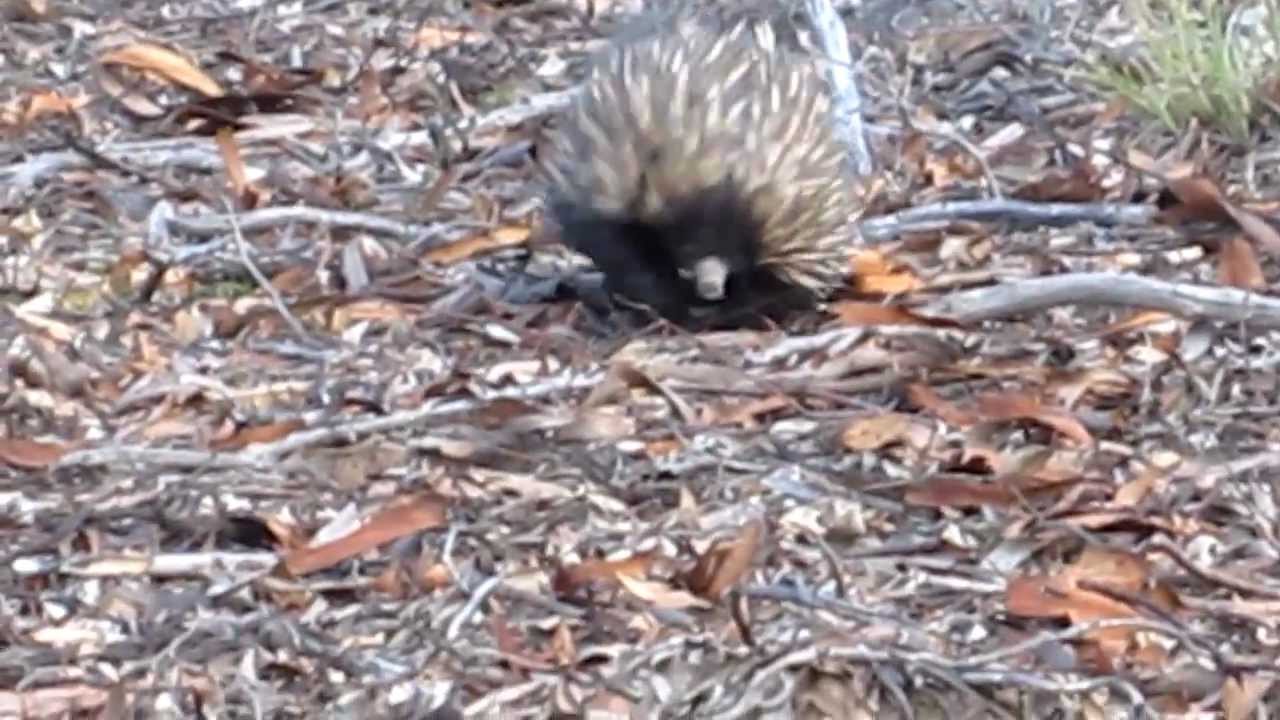 Ever seen an echidna scratch itself? Rachel Green takes a break from public speaking! - YouTube