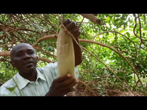 Vidéo: Informations sur l'arbre à saucisse : Comment faire pousser des arbres Kigelia dans le paysage