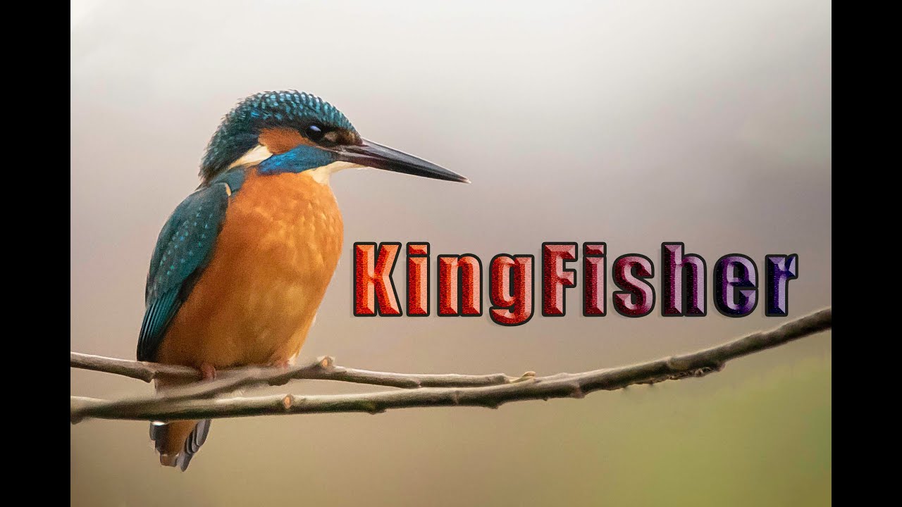 Kingfisher keeping his head still in the wind. Birds head stabilization.Wildlife photographer