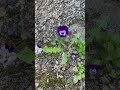 Orvokki viola luonto lyt keinot orvokki viola violet flower kukka fleur blume flor