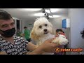 Maltipoo Makas Tıraşı - Köpek Tıraşı Nasıl Yapılır ?