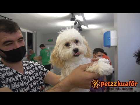 Video: Prednizondan Köpeklerde İshal