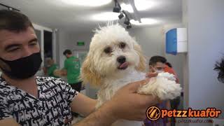 Maltipoo Makas Tıraşı  Köpek Tıraşı Nasıl Yapılır ?