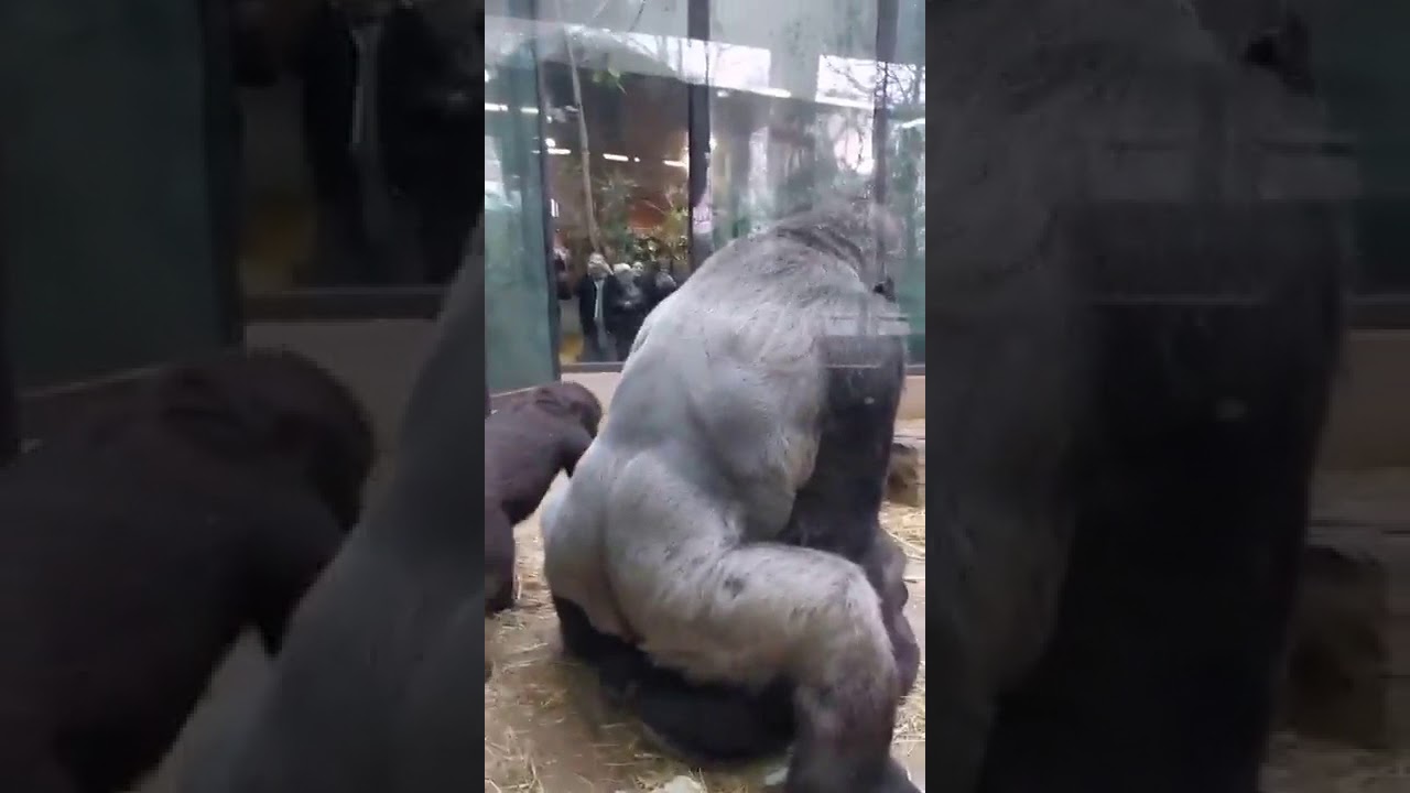 gorilla porn