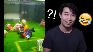 YOU WON'T BELIEVE WHAT THESE FISH CAN DO | Fish Tank Review 41