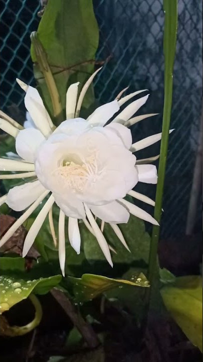 Bramhakamal flower tonight release..