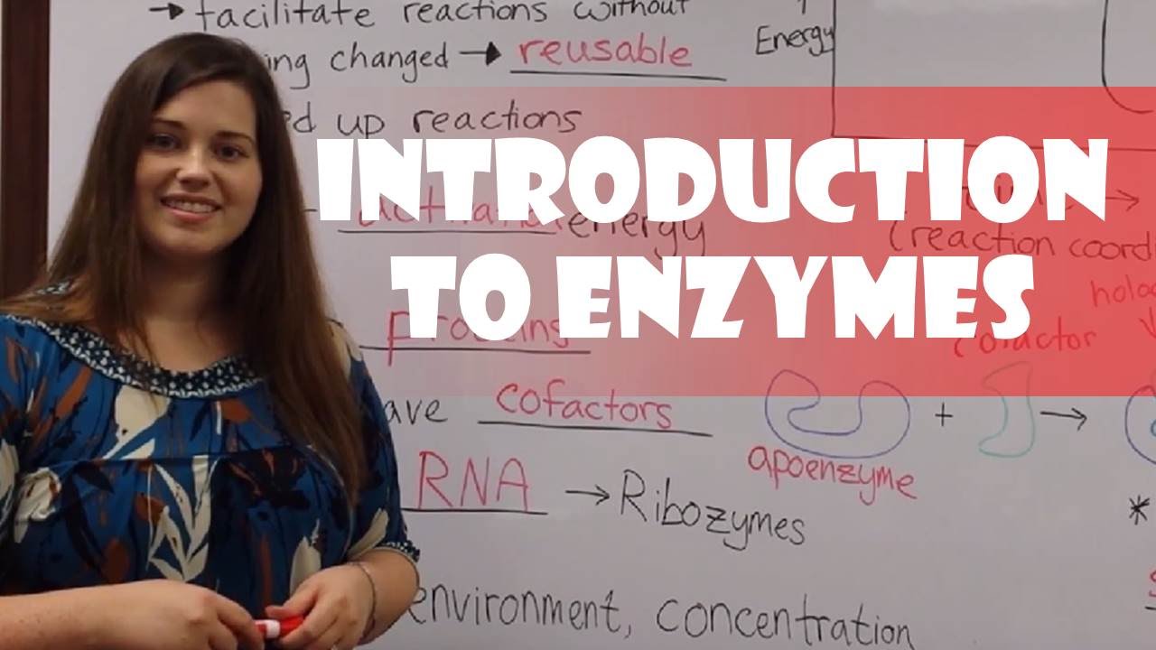 Introduction to Enzymes YouTube