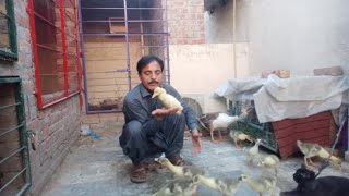 duck baby bimar ho gaya☹️😟