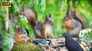Cat TV 😸 Oh, Those Silly Baby Squirrels🐿️🤪 Close-Up Squirrels for Dogs to Watch 🐩 4K HDR 10hrs