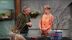 Add some winter color to your garden with Ciscoe - New Day Northwest