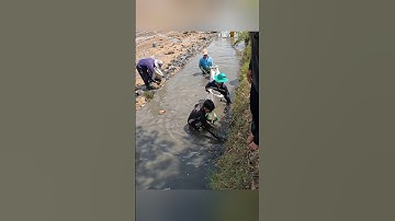 Cận cảnh quậy sìn bắt tôm càng xanh ở miền tây hốt mỏi tay #shorts #crsyfish