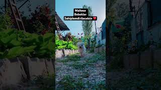 Maltese Terier Yavru Köpekler