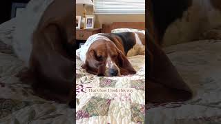 What’s your beauty secret?  #nap #zzz #beautytips #naturallybeautiful #bassethound