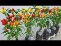 Make use of plastic bottles to grow beautiful colorful peppers without a large garden